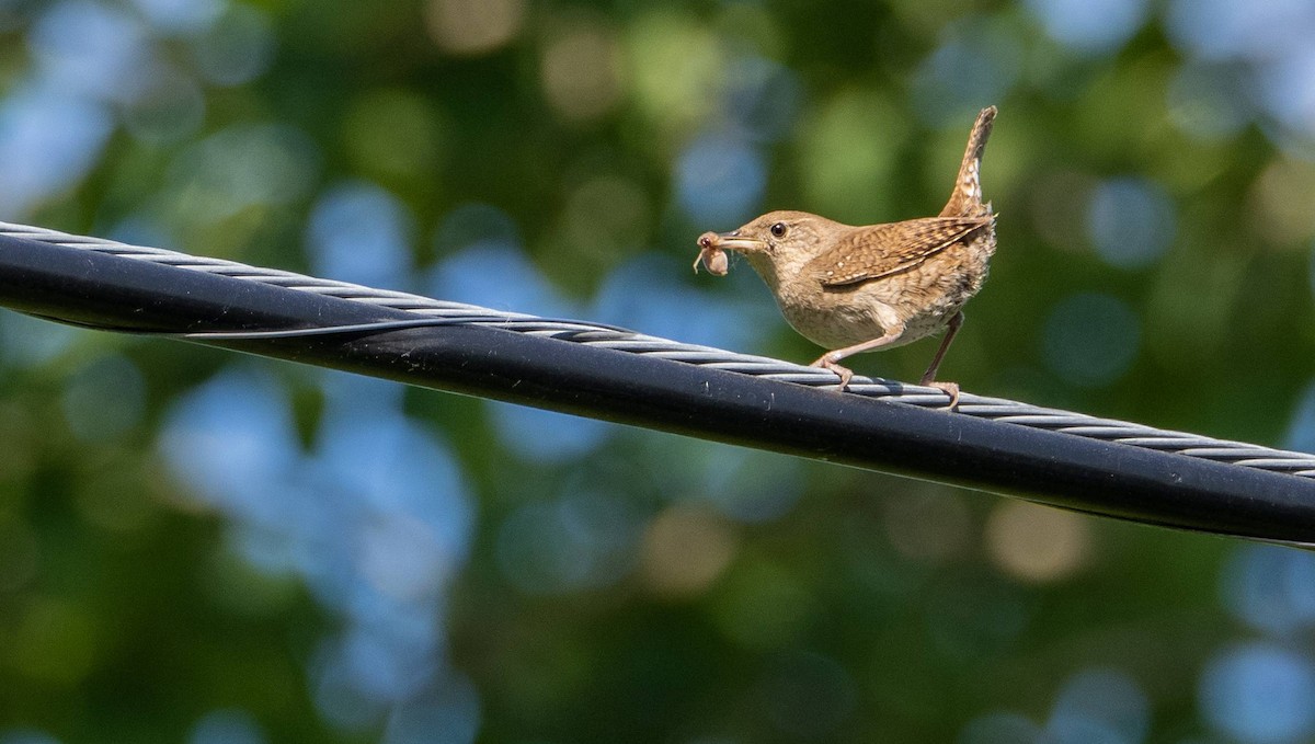 House Wren - ML620387107