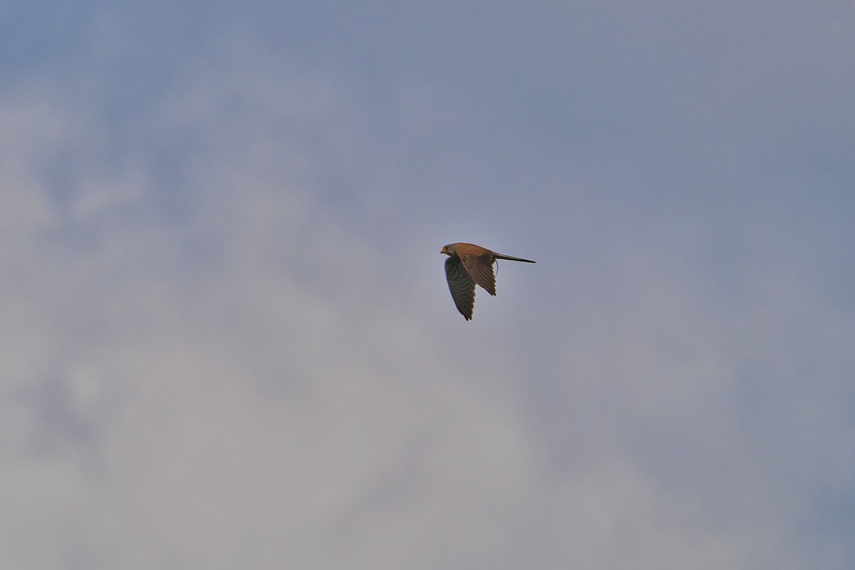 Eurasian Kestrel - ML620387124