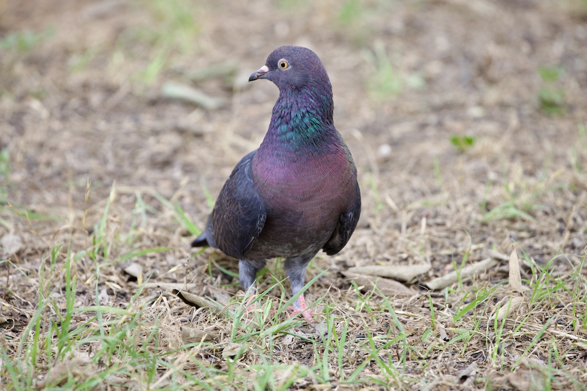 Rock Pigeon (Feral Pigeon) - ML620387125