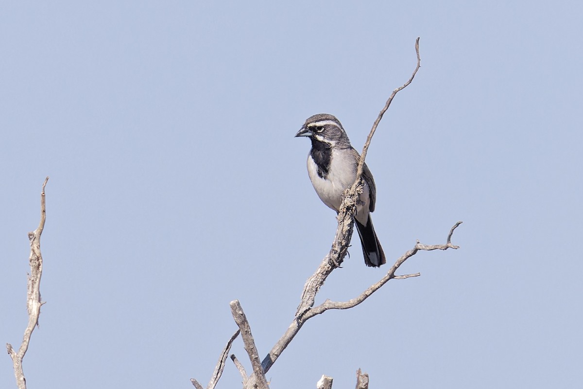 Black-throated Sparrow - ML620387129