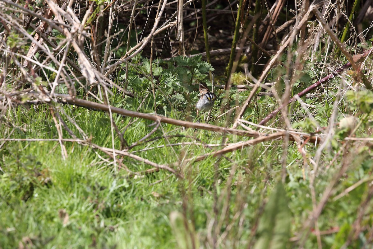 White-throated Sparrow - ML620387136