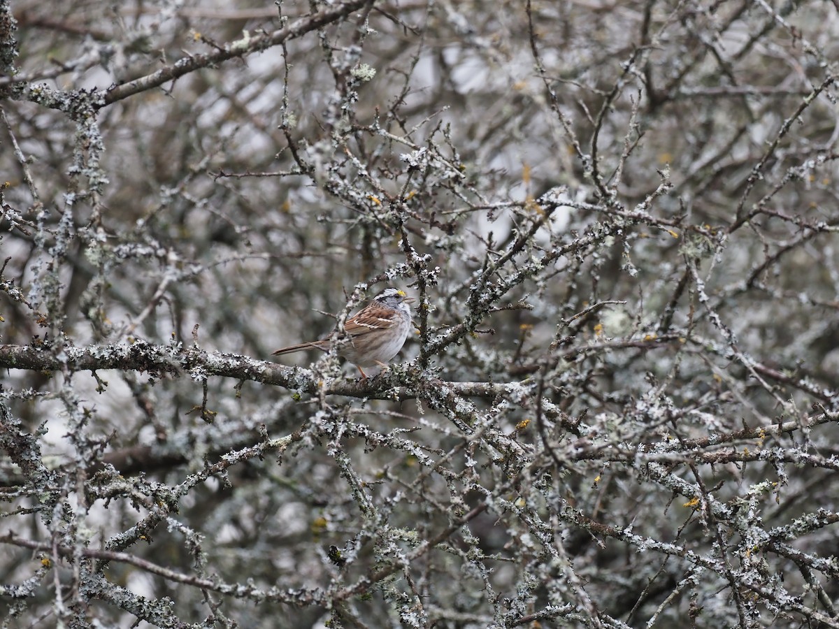 White-throated Sparrow - ML620387138