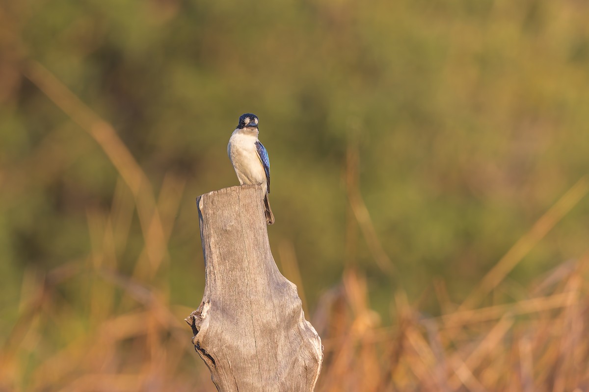 Forest Kingfisher - ML620387141