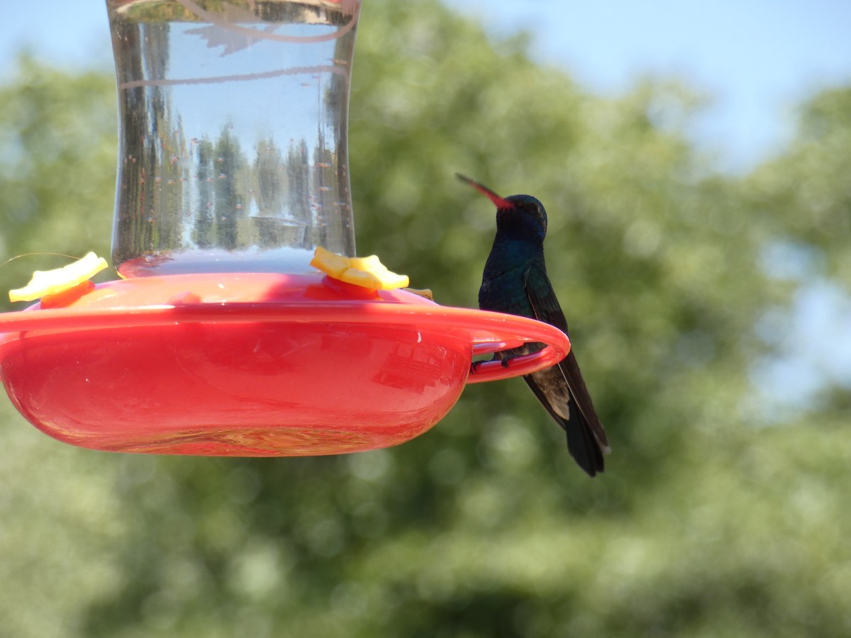 Broad-billed Hummingbird - ML620387150