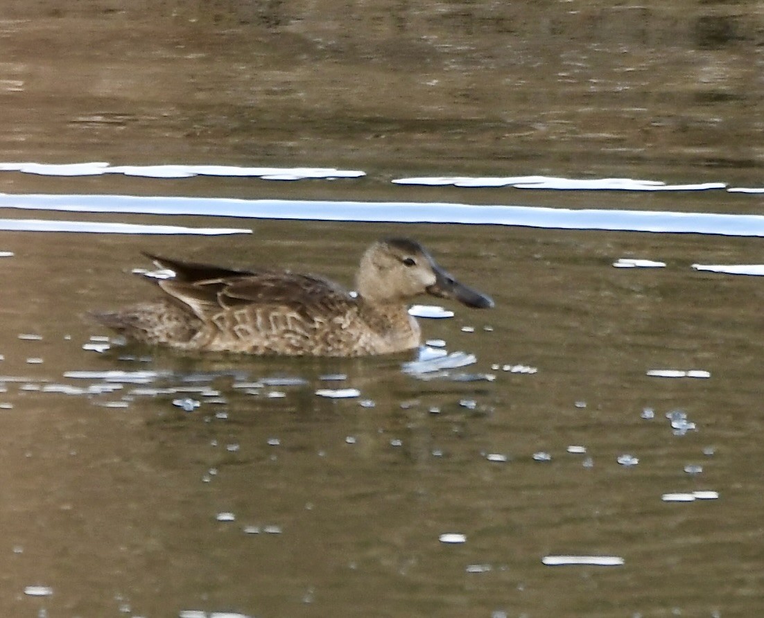 Cinnamon Teal - ML620387155