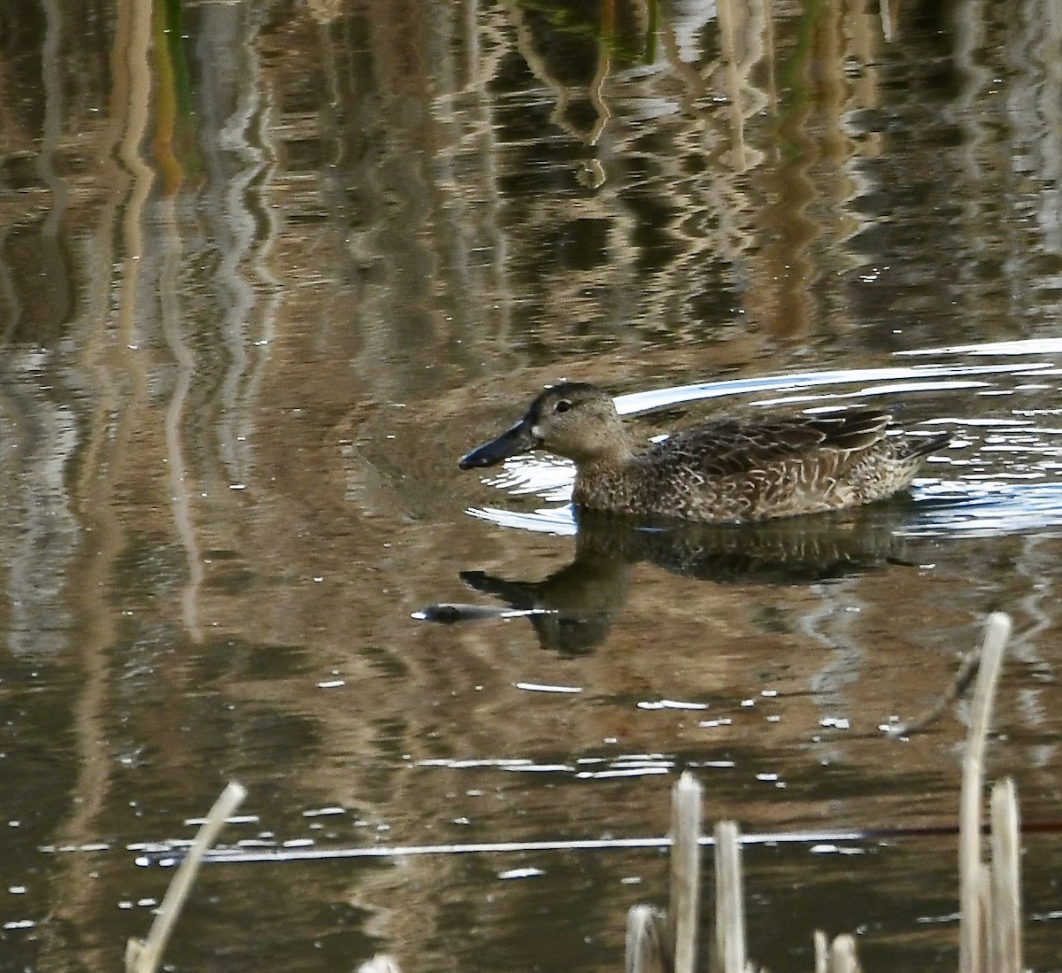 Cinnamon Teal - ML620387157