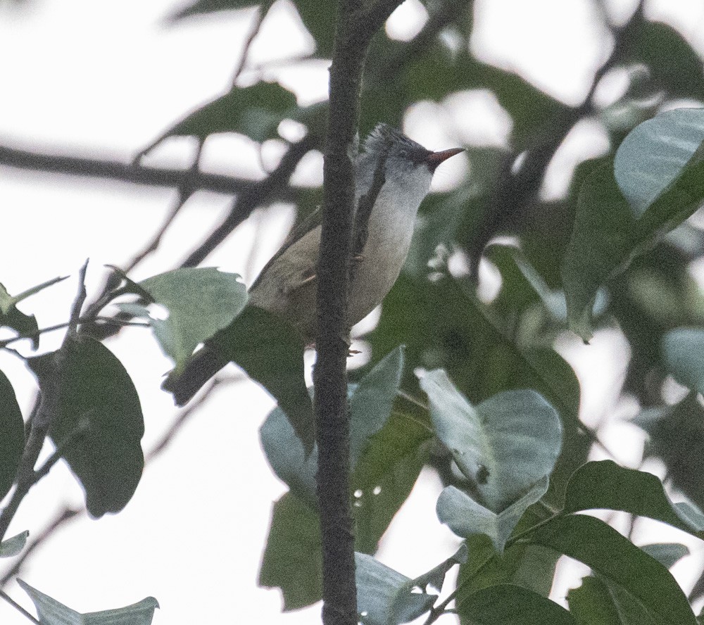 Black-chinned Yuhina - ML620387166