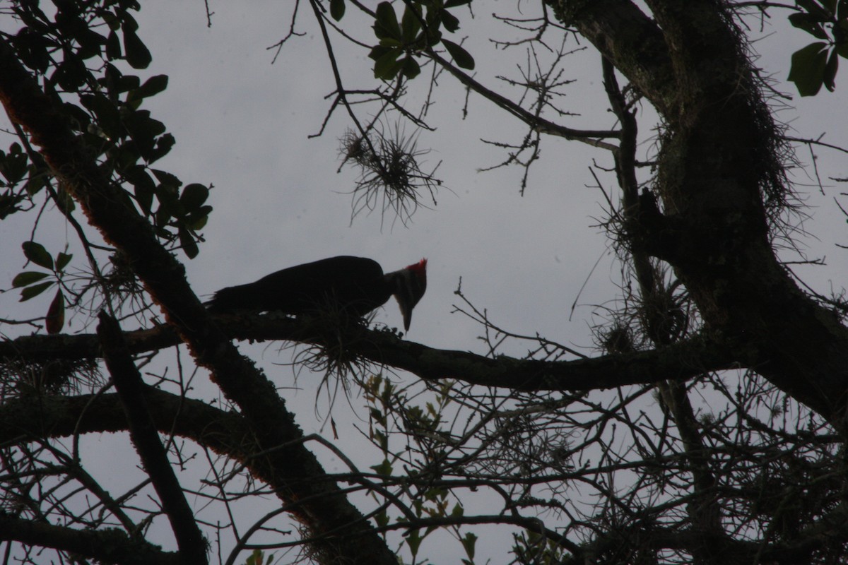 Pileated Woodpecker - ML620387181