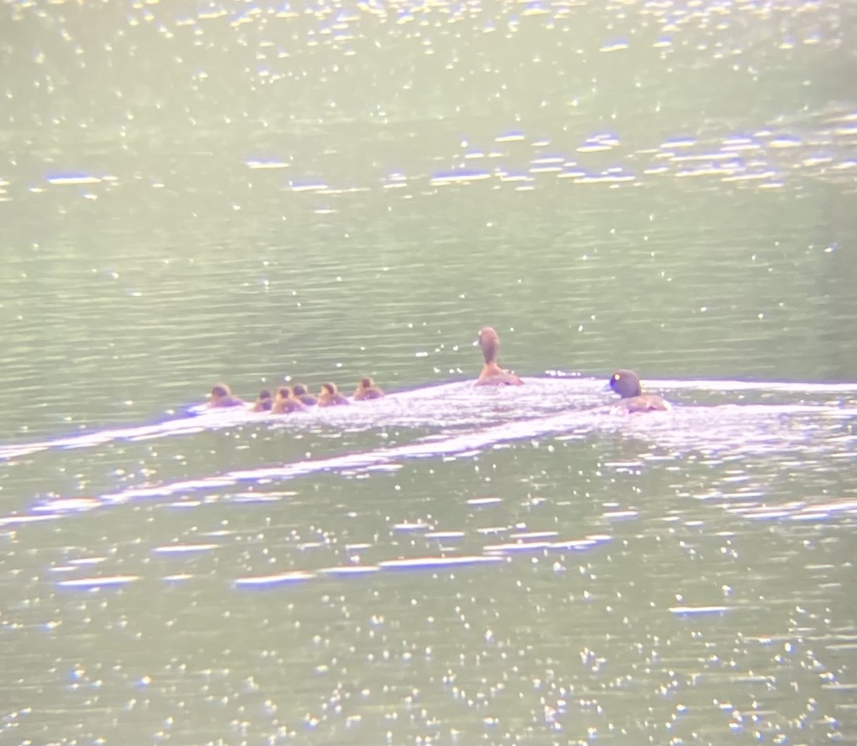 Tufted Duck - ML620387187