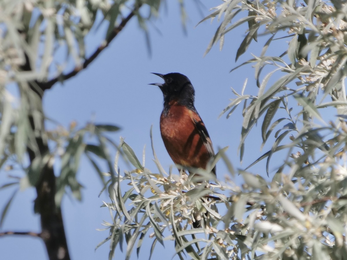 Orchard Oriole - ML620387193