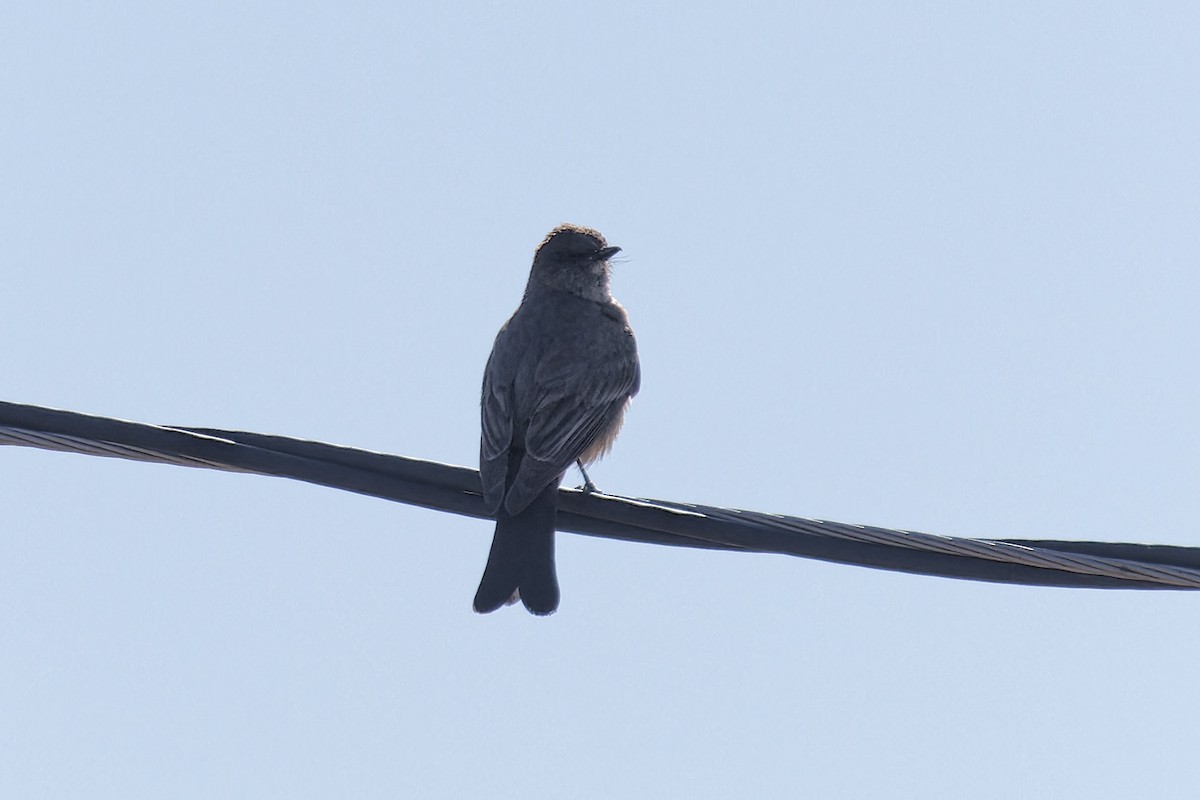 Cassin's Kingbird - ML620387205