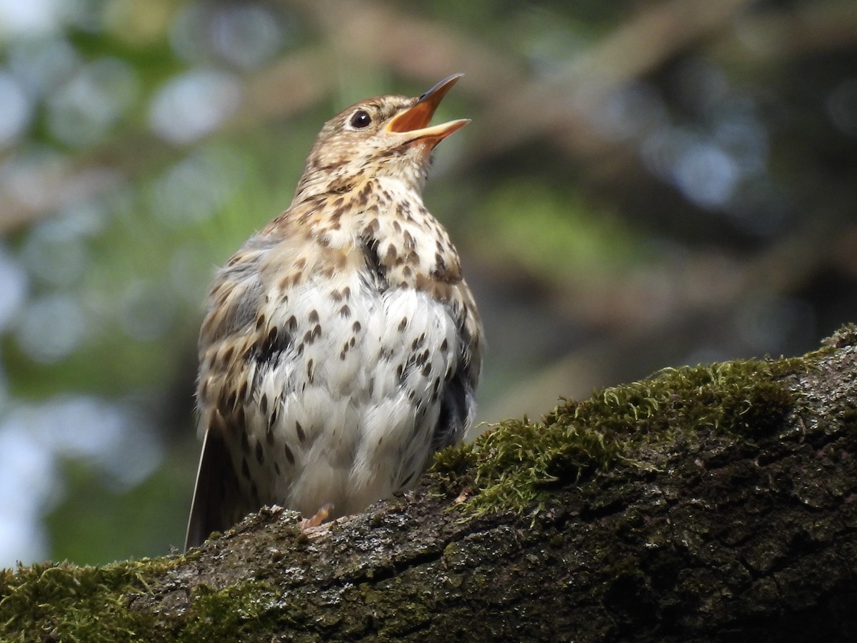 Song Thrush - ML620387211