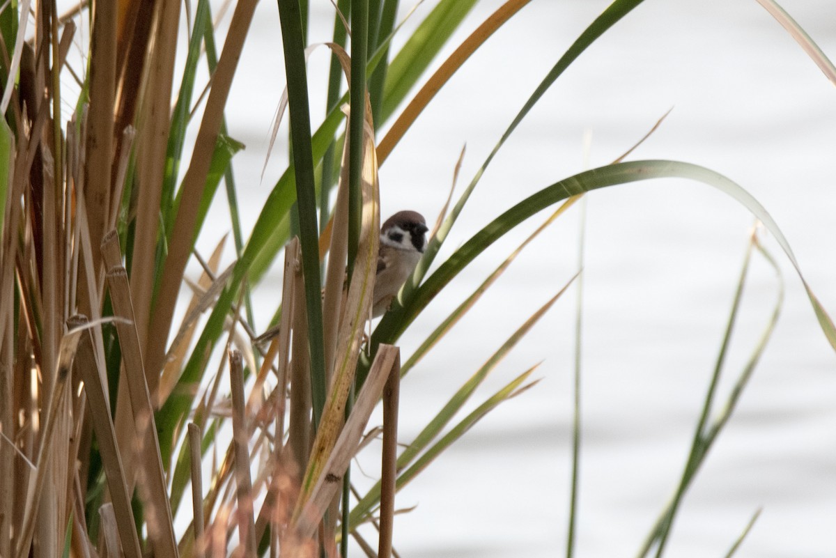 Eurasian Tree Sparrow - ML620387213