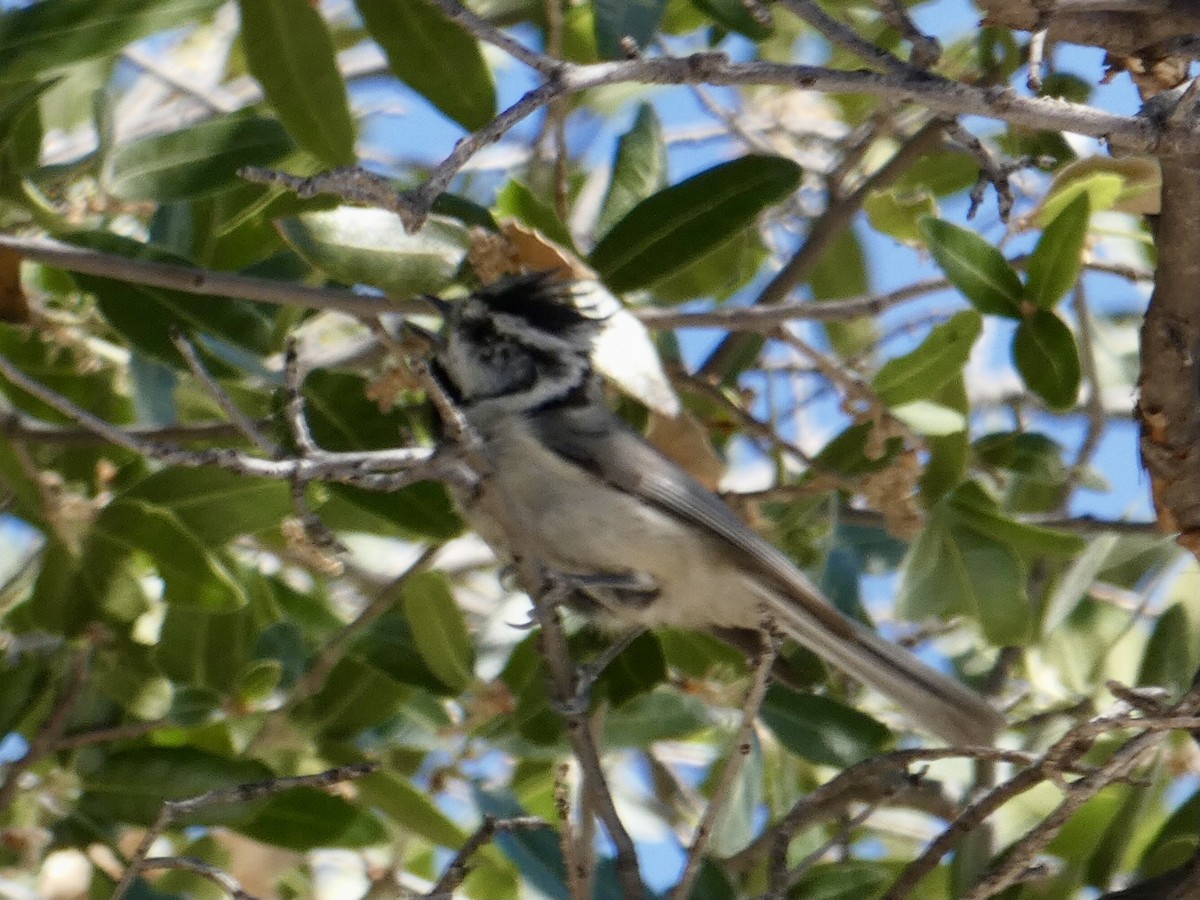 Bridled Titmouse - ML620387214