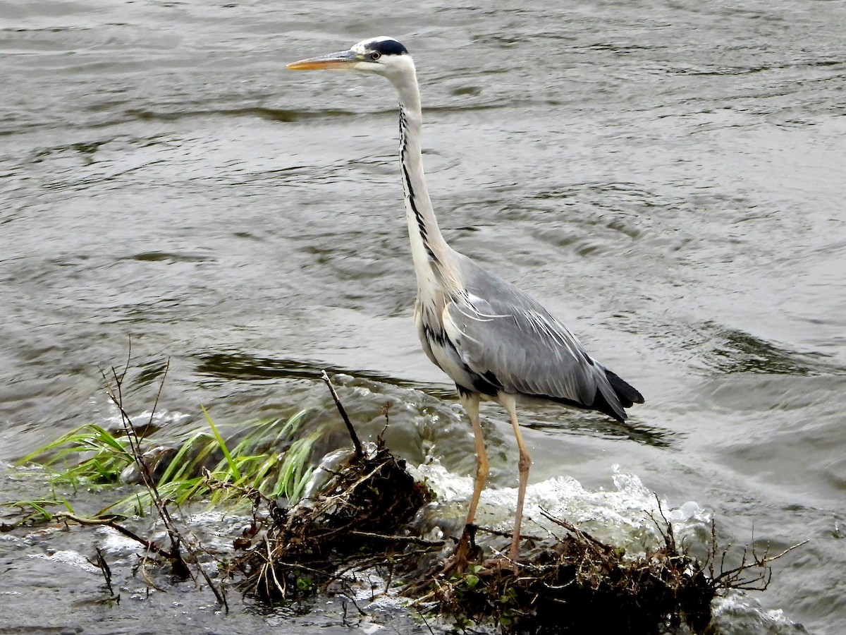 Gray Heron - ML620387240