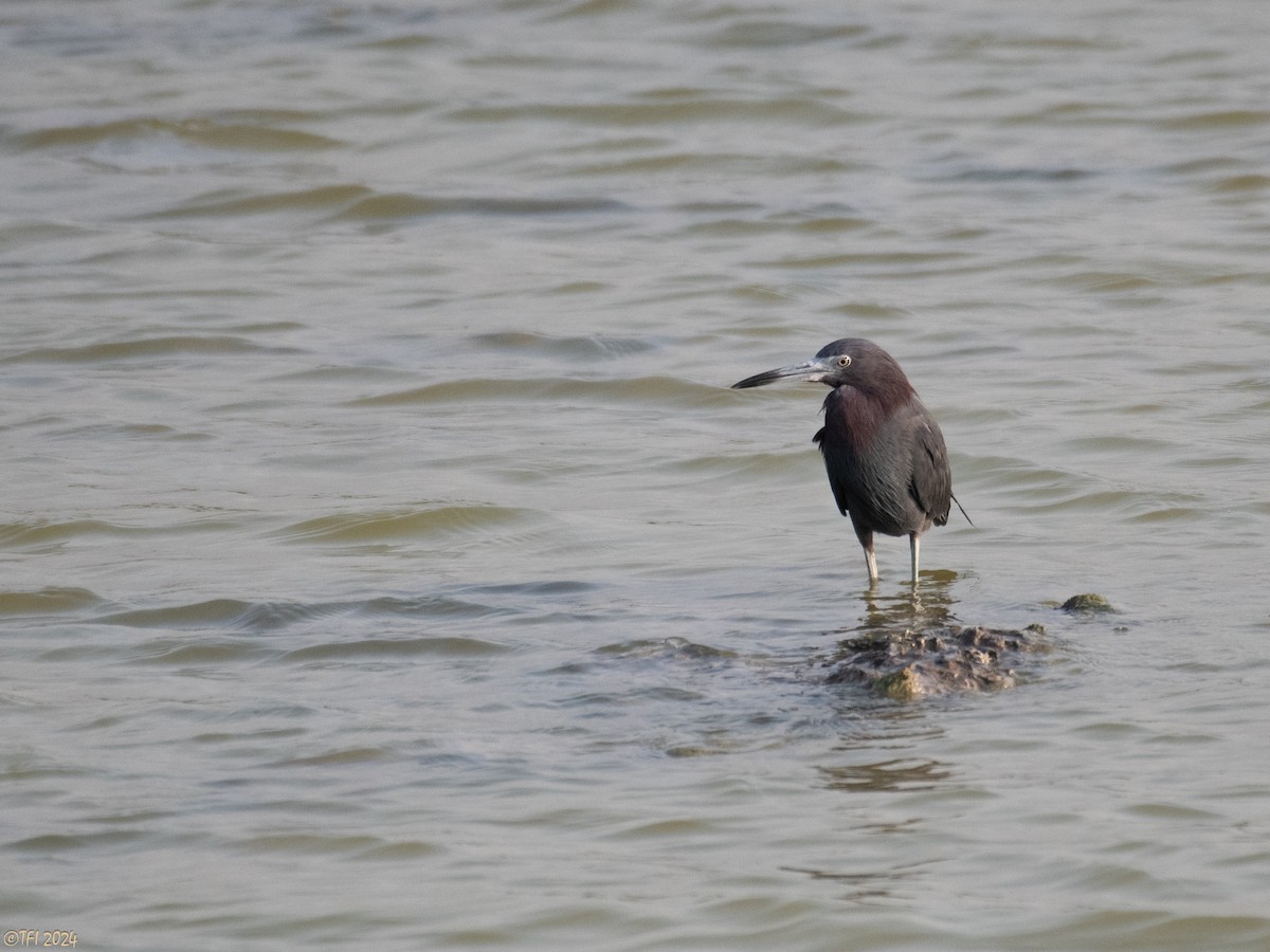 Little Blue Heron - ML620387258