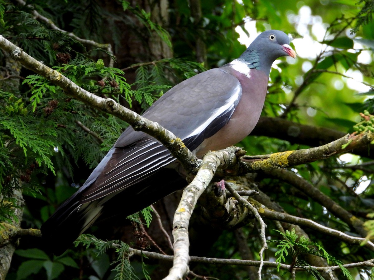 Common Wood-Pigeon - Mary Leigh