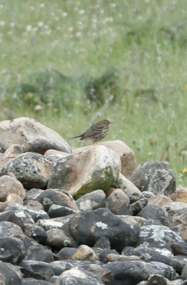 Meadow Pipit - ML620387261