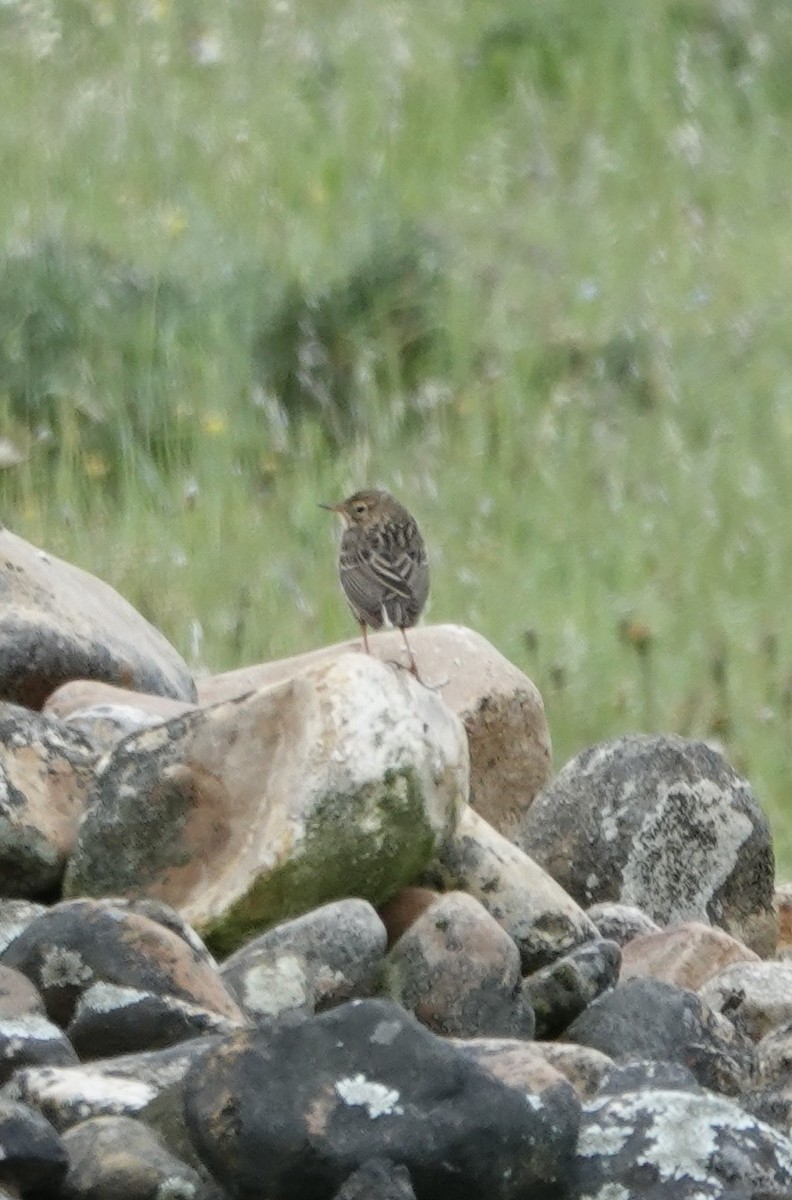 Meadow Pipit - ML620387270
