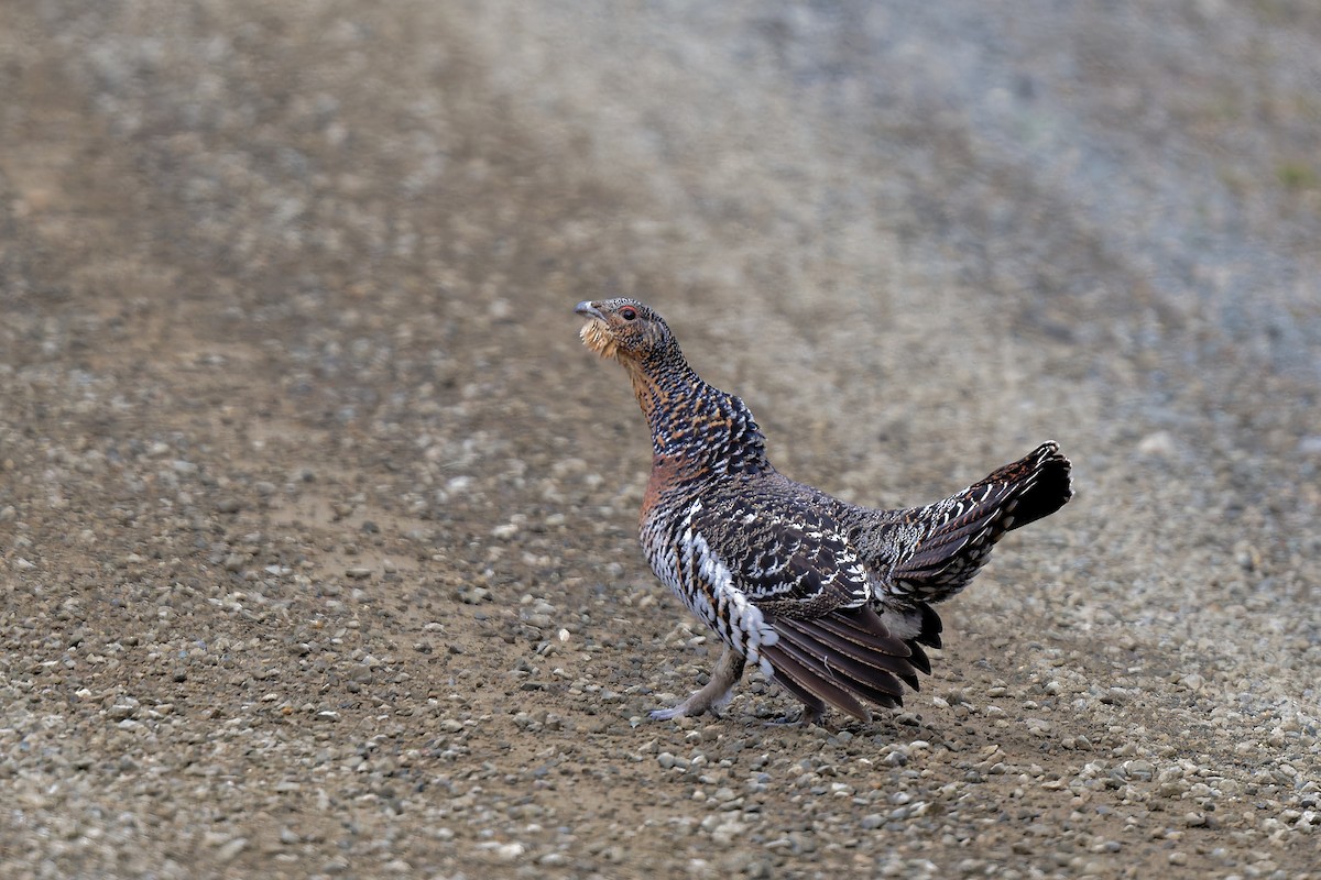 Western Capercaillie - ML620387271