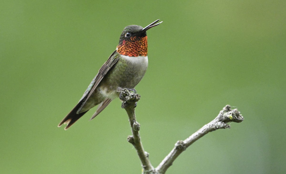 Colibri à gorge rubis - ML620387277