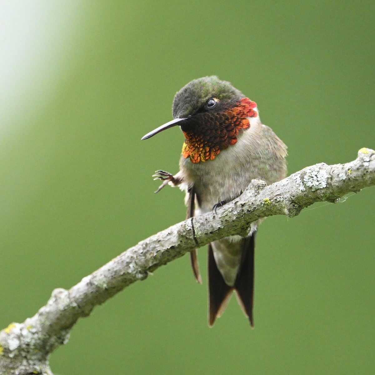 Ruby-throated Hummingbird - ML620387283