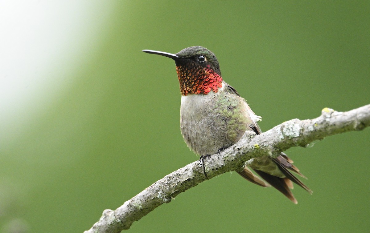 Ruby-throated Hummingbird - ML620387285