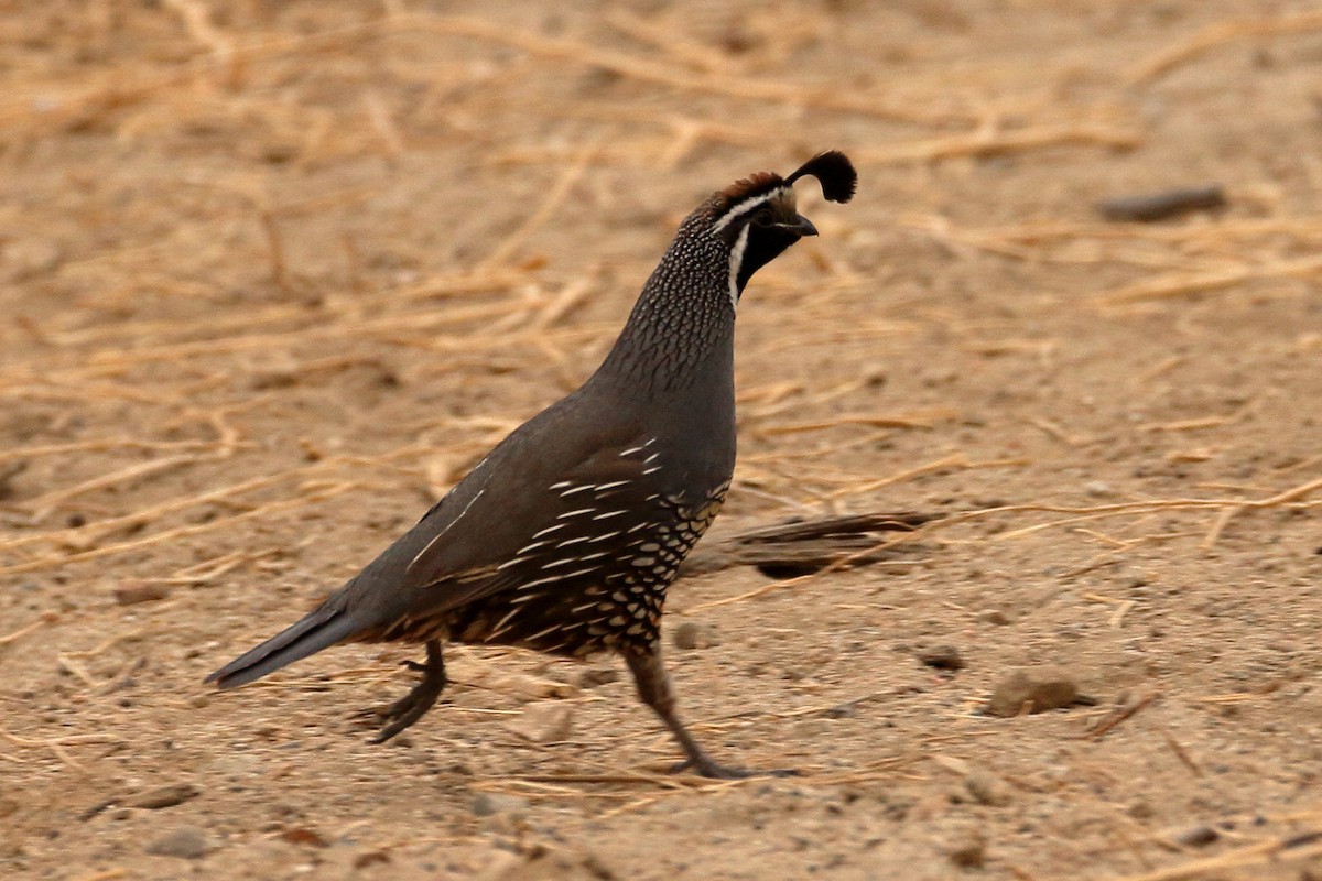 California Quail - ML620387286