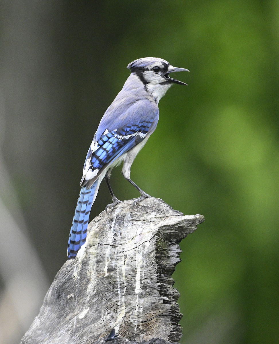 Blue Jay - ML620387291