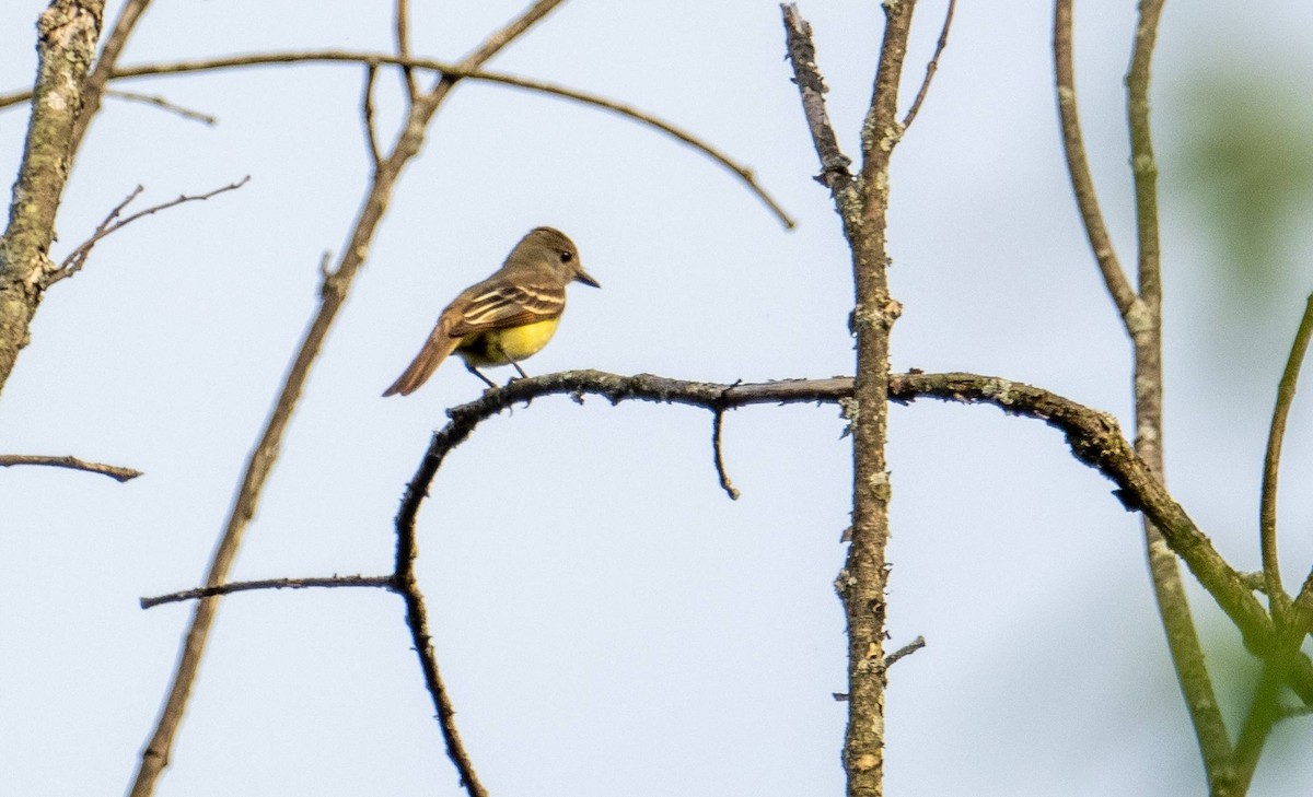 Great Crested Flycatcher - ML620387306