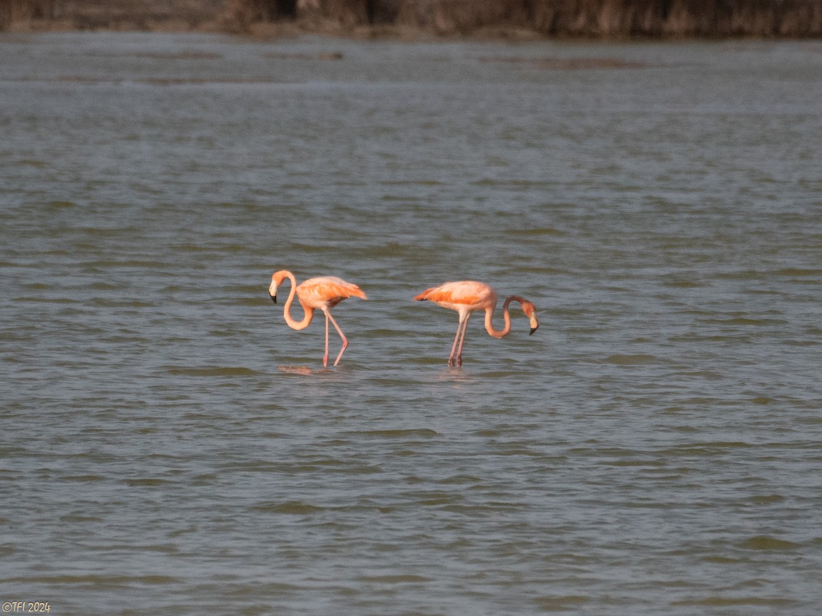Amerika Flamingosu - ML620387308