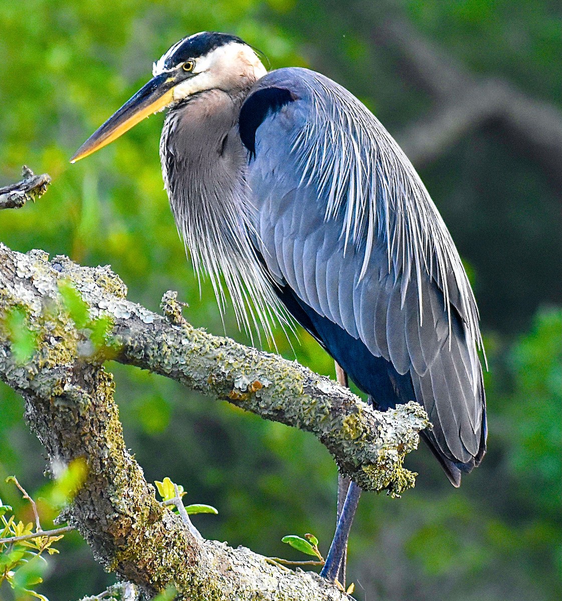 Great Blue Heron - ML620387314