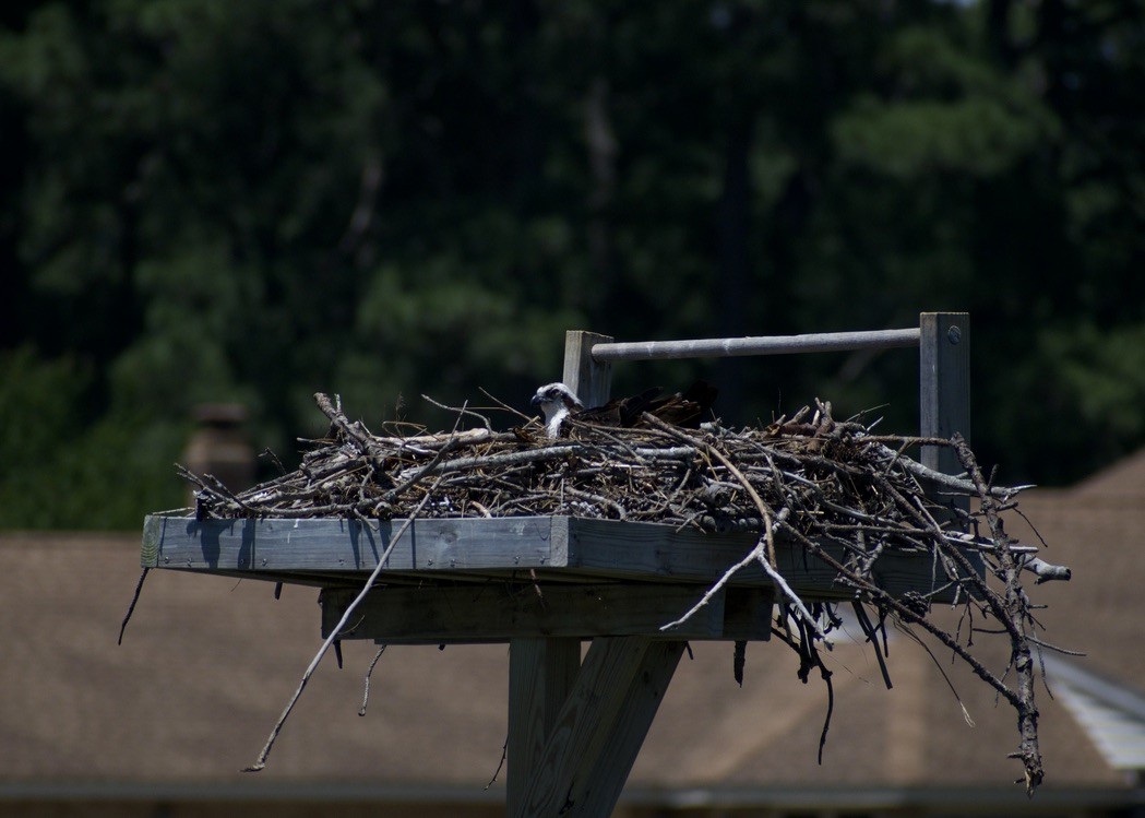 Osprey - ML620387337