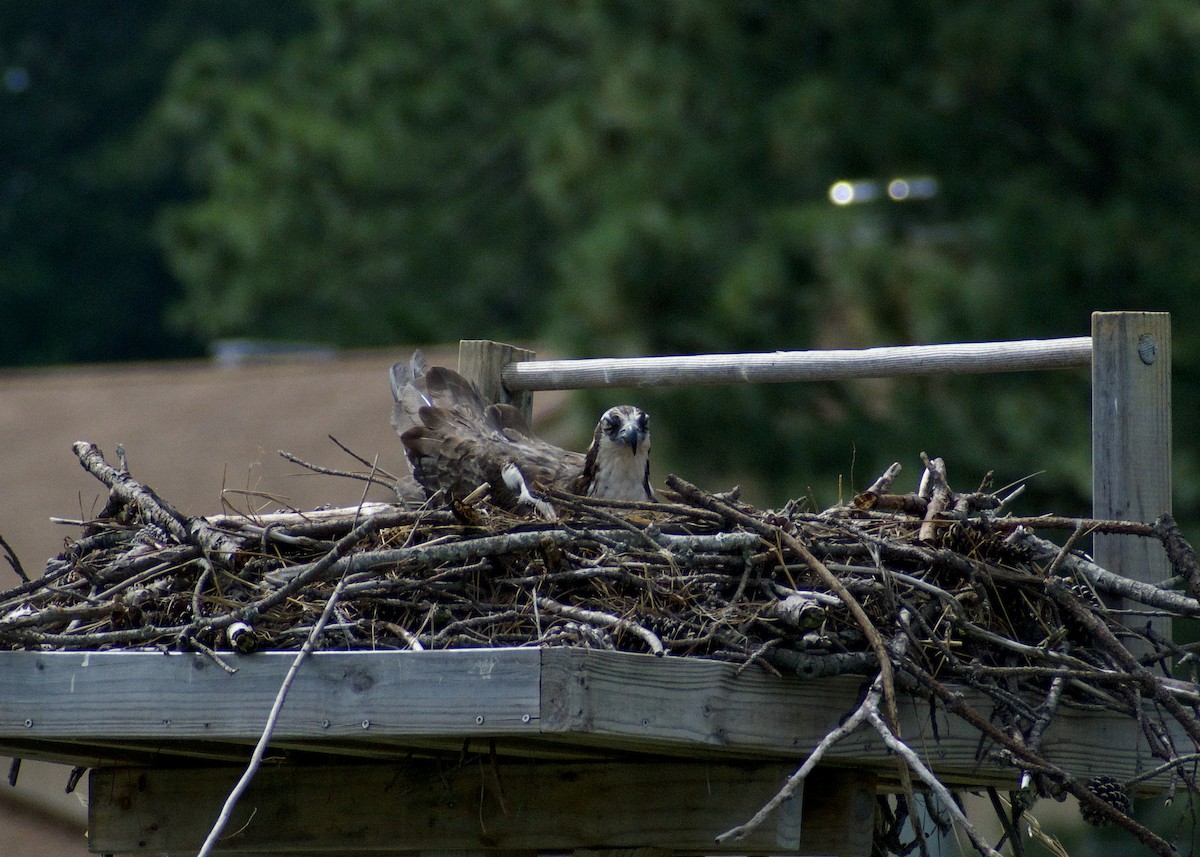 Osprey - ML620387339