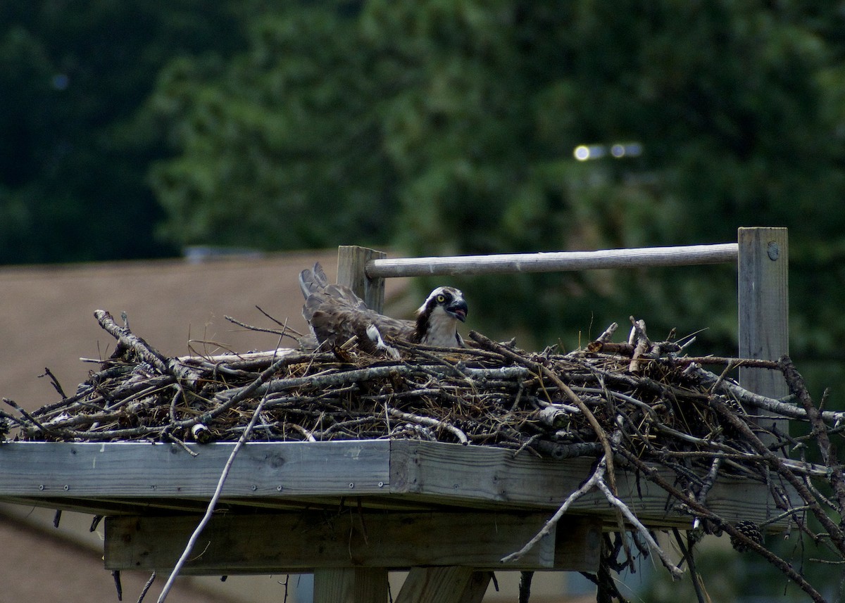 Osprey - ML620387340