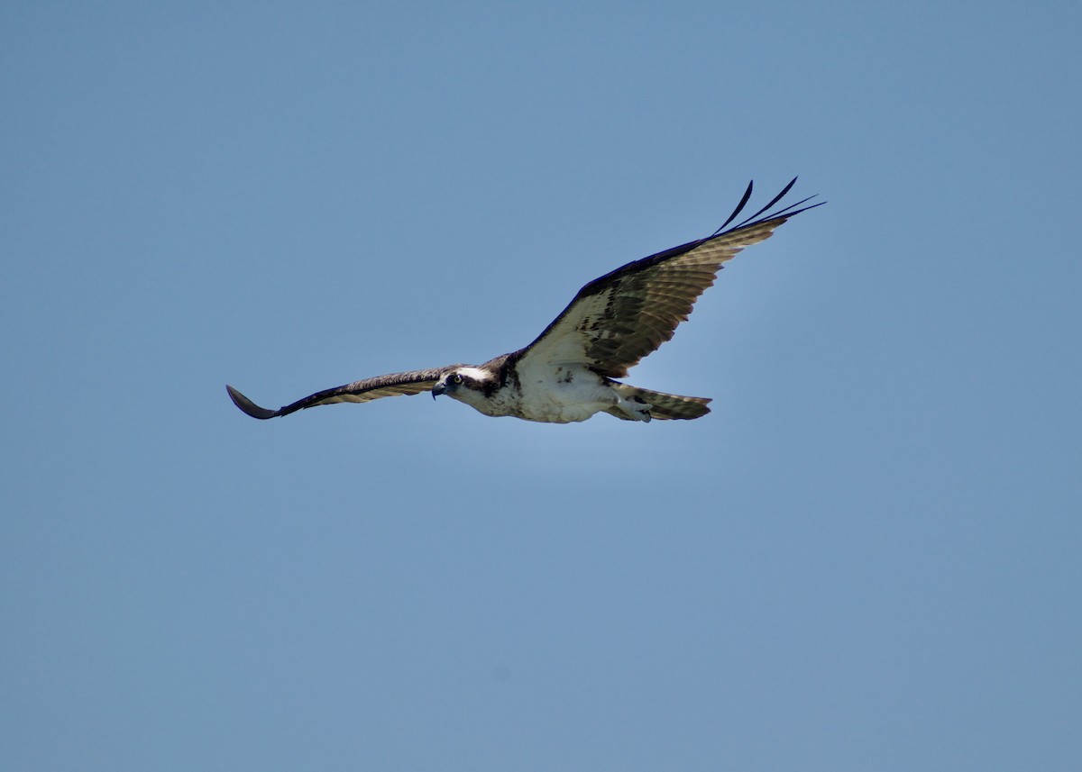 Osprey - ML620387348