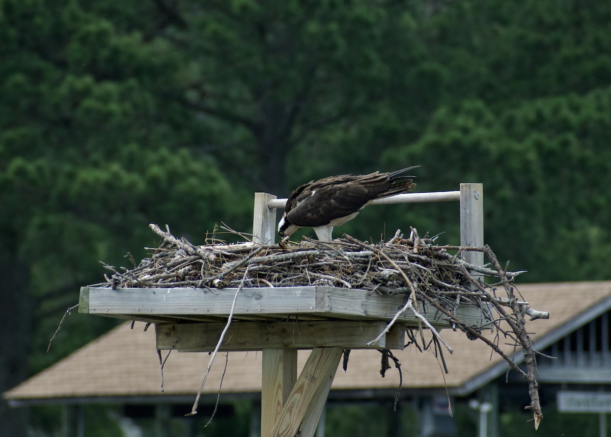 Osprey - ML620387349