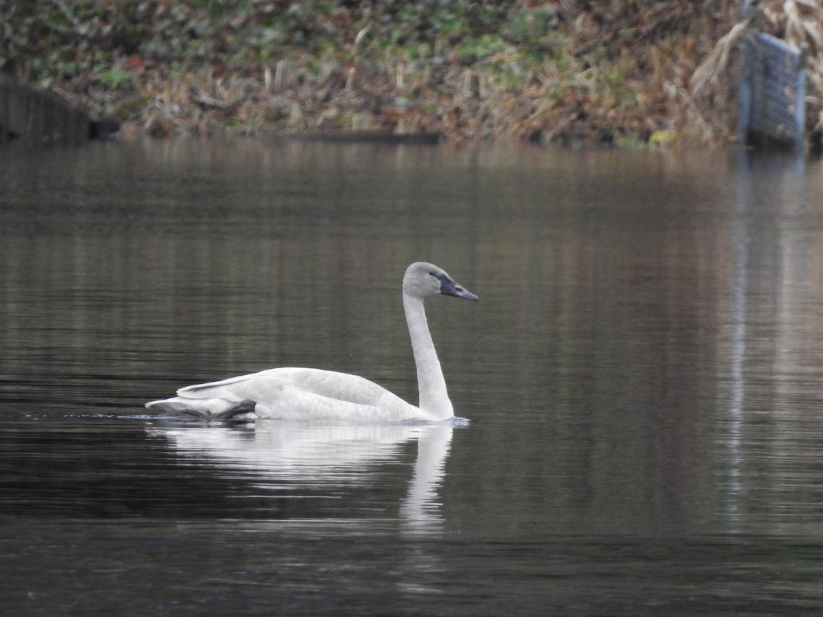 Trumpeter Swan - ML620387364