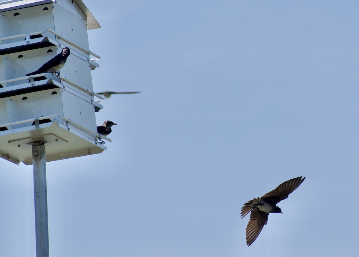 Purple Martin - ML620387369