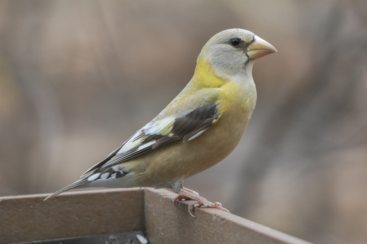 Evening Grosbeak - ML620387374