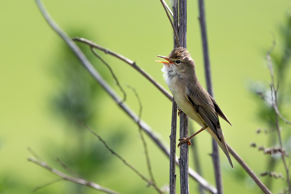 Marsh Warbler - Honza Grünwald