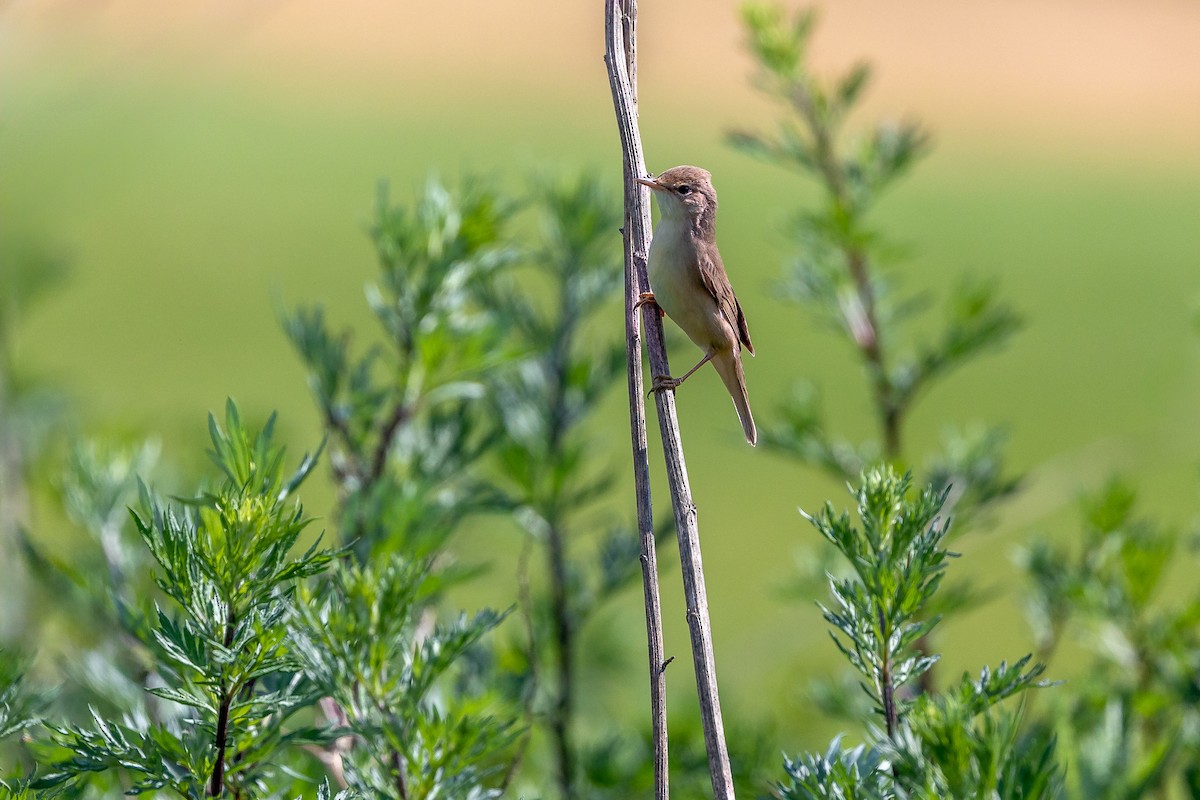 Marsh Warbler - Honza Grünwald