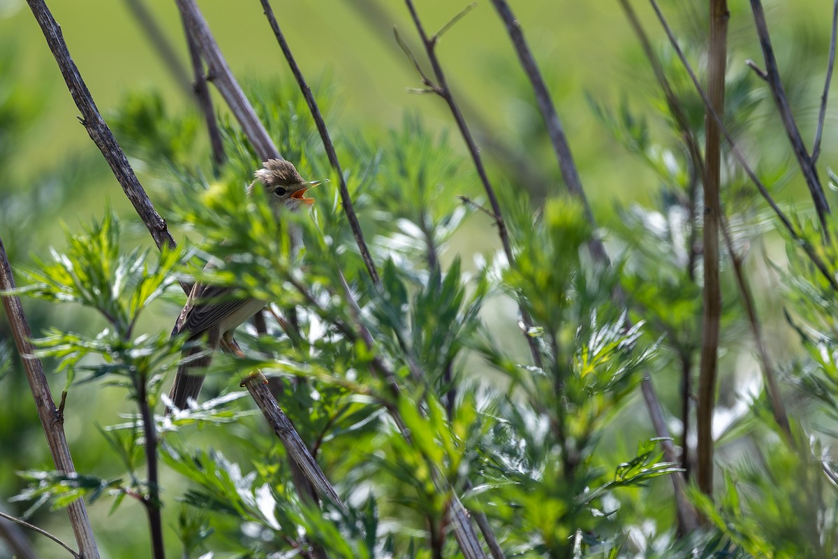 Marsh Warbler - Honza Grünwald