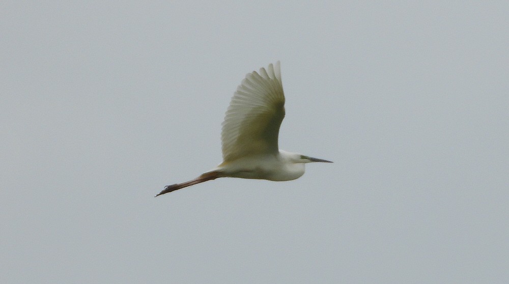 Great Egret - ML620387381