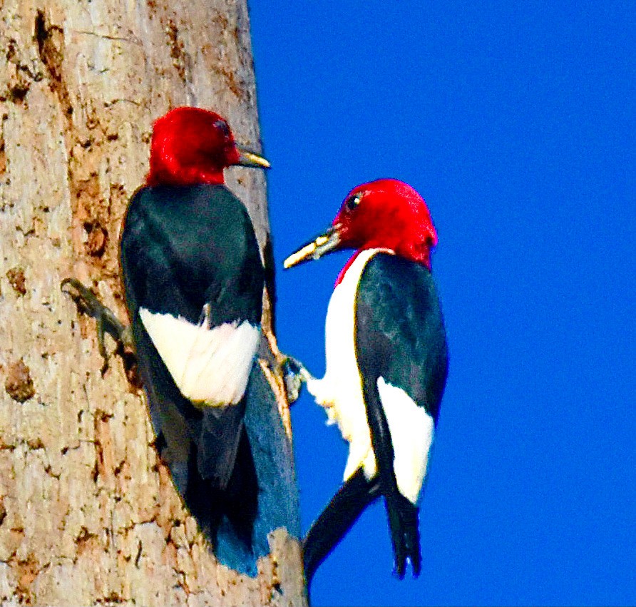 Red-headed Woodpecker - ML620387382