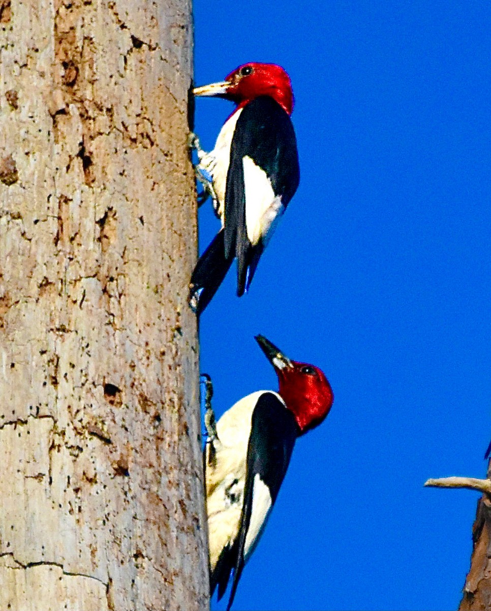 Red-headed Woodpecker - ML620387383
