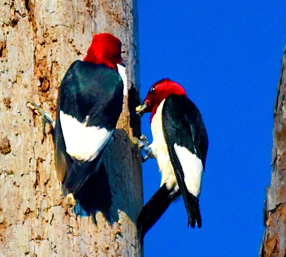 Red-headed Woodpecker - ML620387384