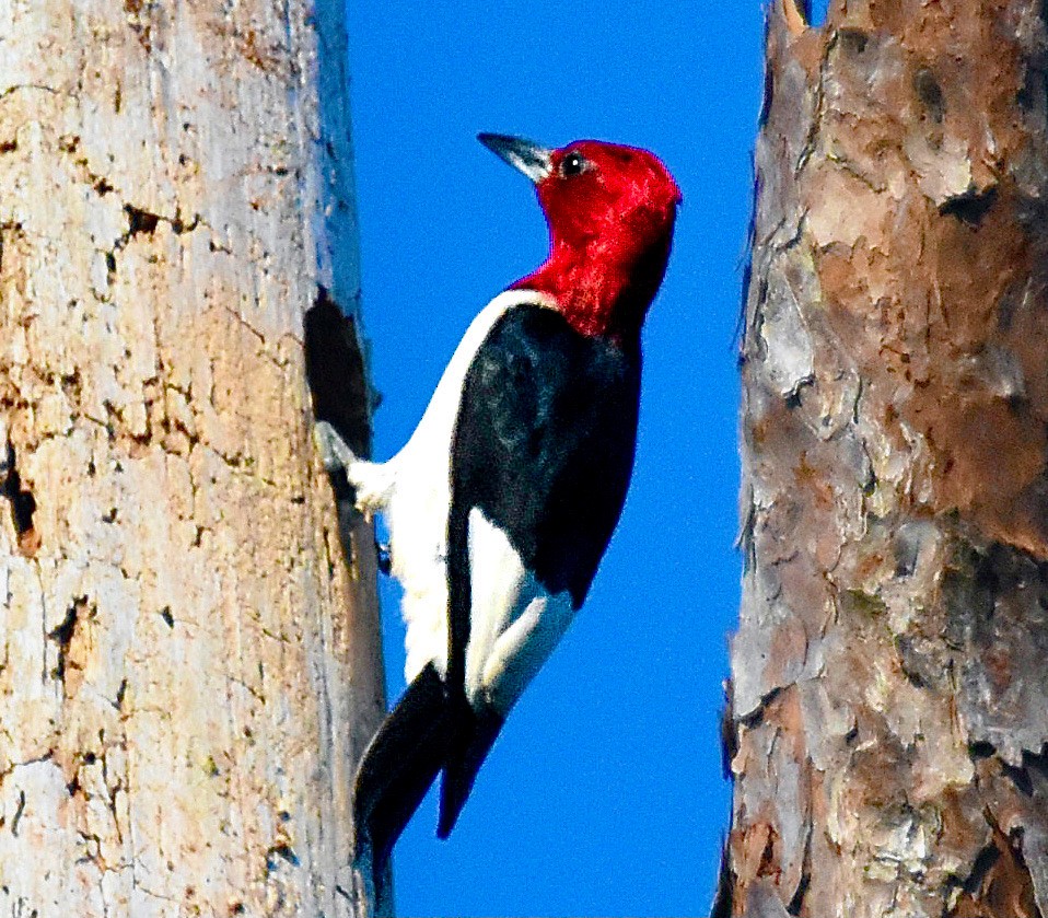 Red-headed Woodpecker - ML620387385