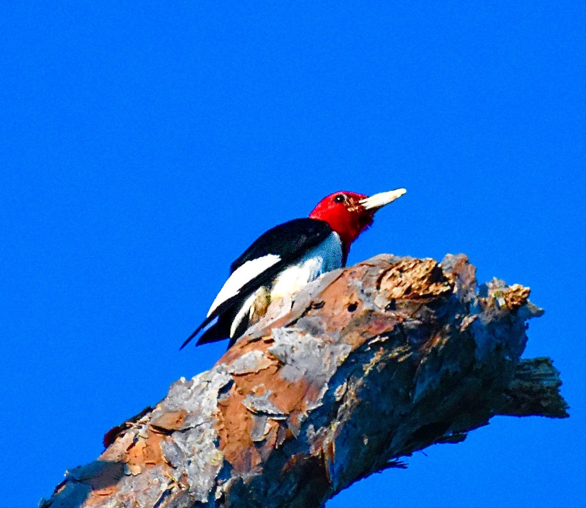Red-headed Woodpecker - ML620387386