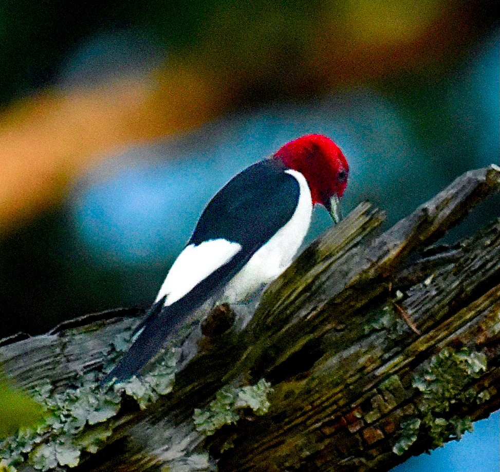 Red-headed Woodpecker - ML620387387